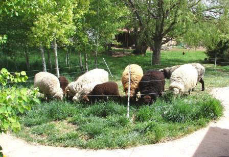 Natural Lawn Mowers