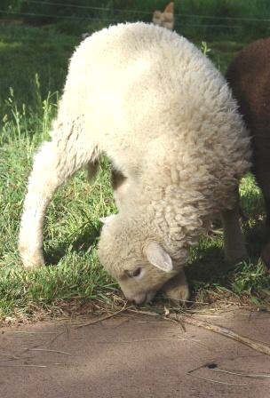 Sheep are Natural Lawn Mowers