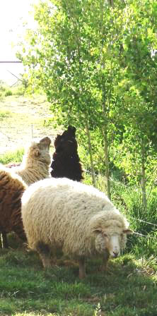 Sheep Trimming Trees