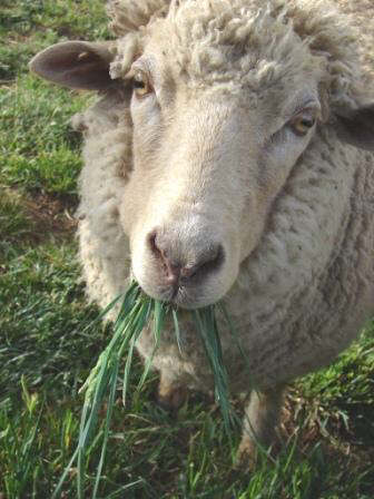 Grazing Animals Cycle Carbon