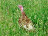 Chick