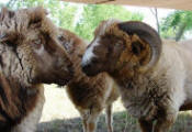 Navajo Churro Rams