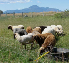 Navajo-Churro Sheep