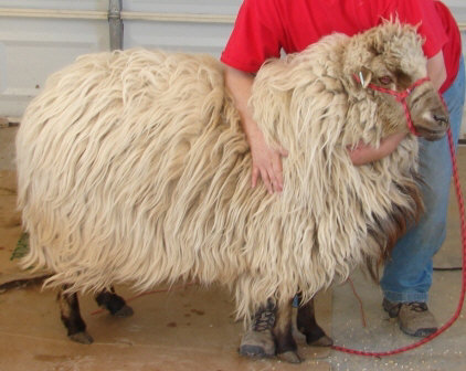 Navajo Churro Ram