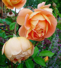 Roses and Lavender