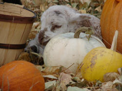 Pumpkins
