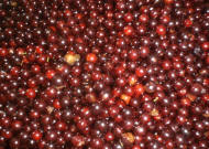 Choke Cherries
