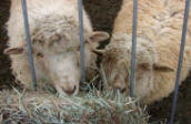 Ewe Lambs