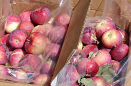 Apples