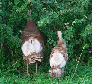 Bourbon Red Hen