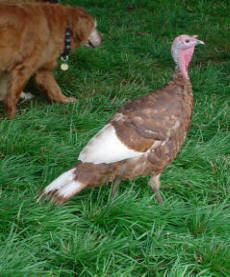 Pastured Turkey