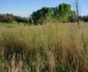 Grass Pasture