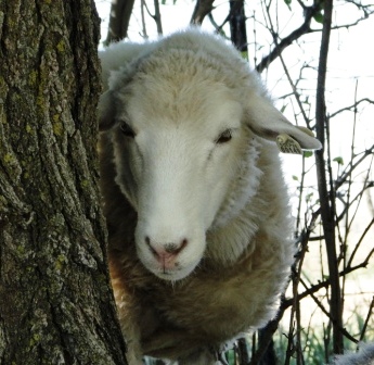 navajo churro ewe