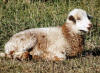 churro sheep