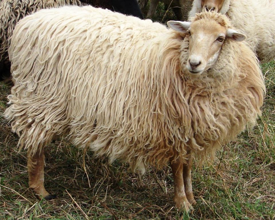 Arriola Sunshine Farm NavajoChurro Sheep