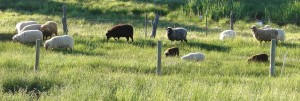 SheepPastureb