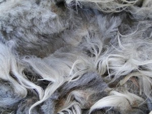 Mature Ewe Fleece