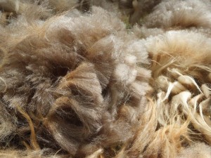 Mature Ewe Fleece