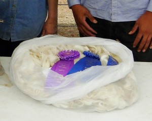 Best of Show and Grand Champion Ewe Fleece Sheep is Life 2014