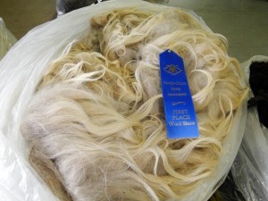First Place Ram Fleece Navajo Churro Sheep Association 2012
