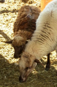 Comp Canyon Ewe Lamb