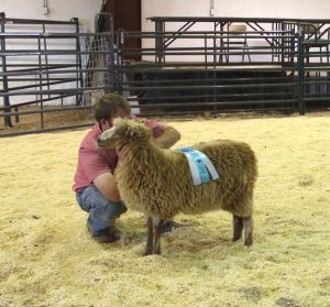 Dotty, a lamb out of our ewe Trixie who was bred to RM Handsome Bob took Reserve Champion in the ewe class at the 2016 N-CSA Sheep Show.