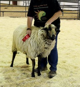 FSF Sasha took second place in the yearling ewe class at the 2016 N-CSA Show.