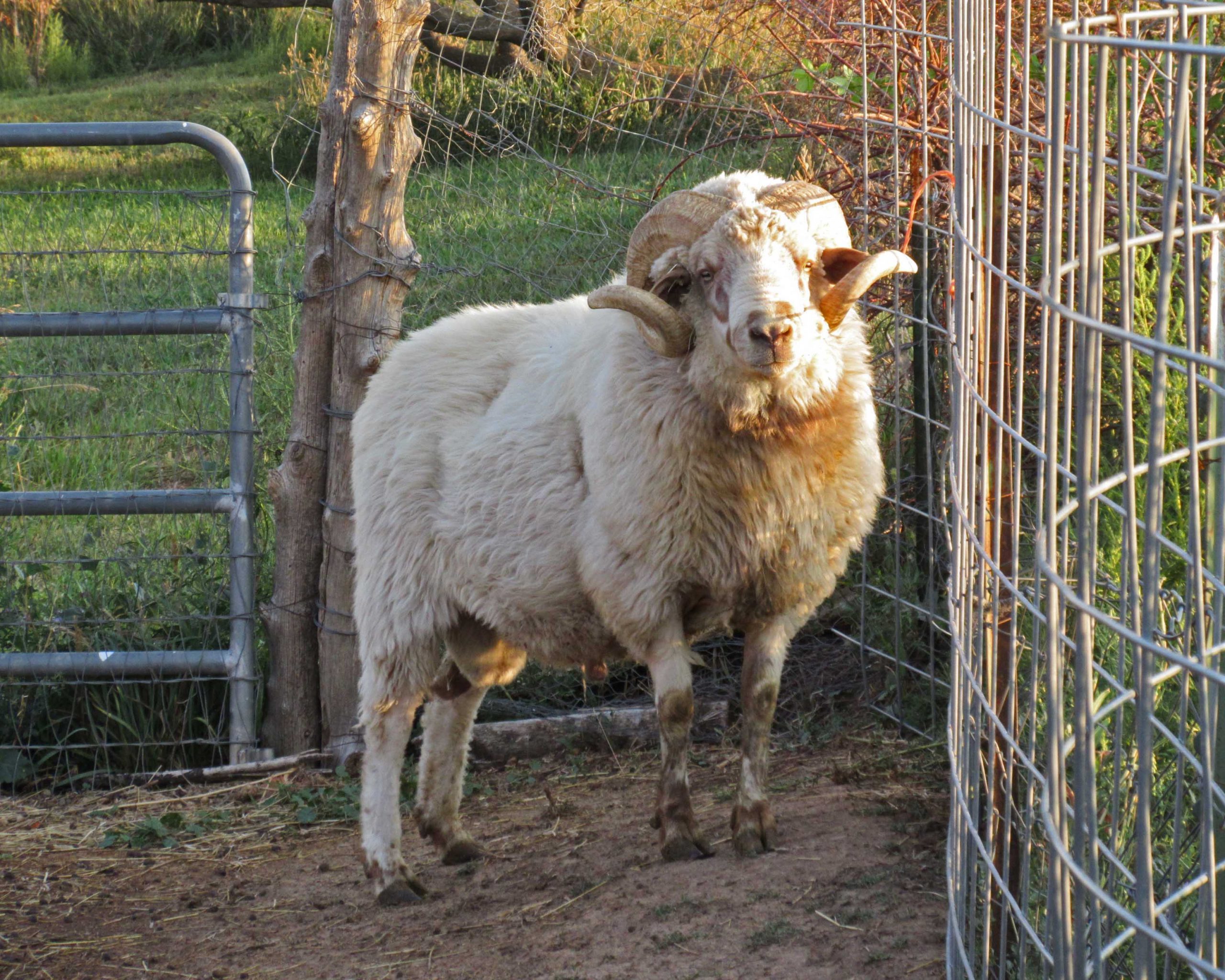 Navajo-Churro Sheep