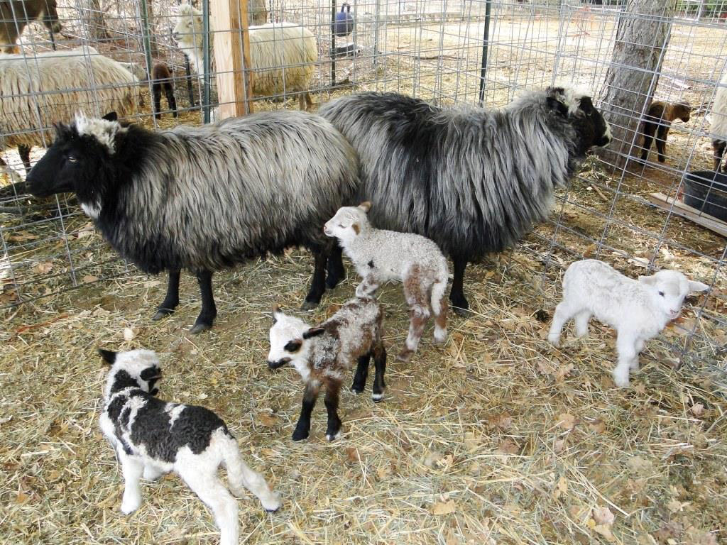 Navajo Churro Ewes with Lambs