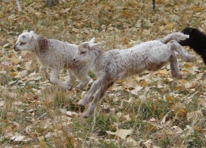 Oct 2008 no 3 Lambs Jumping