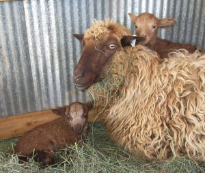Dusky Chloe and her ewe and ram lambs from Malcom