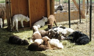 A pile of Lambs!