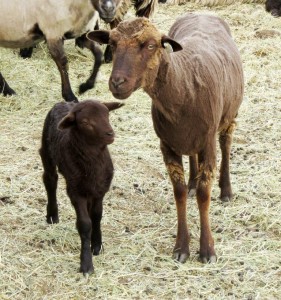 Ruby and her ram lamb.