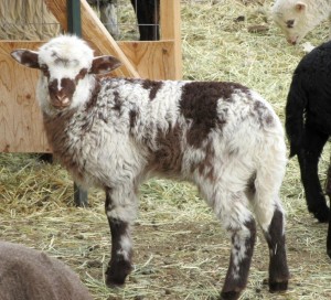 Ram lamb from Cool Girl and Ibero