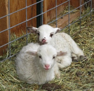 Ewe lambs from Lucky Uno and Malcom.