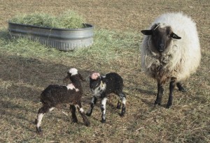 Onyx and her ram and ewe lambs from Malcom.