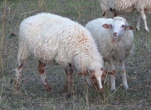 Comp Sandstone Ewe Lamb