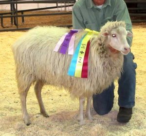 ArS Snowy took Best of Show at the 2016 N-CSA Annual Sheep Show 