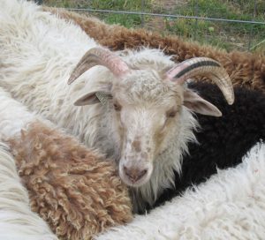 AGR Freckles took grand champion for his fleece.