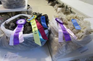 ArS Smokey Blue took Best of Show for her fleece in the 2016 N-CSA Annual Wool Show