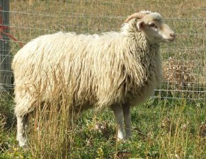 ArS Pretty Girl, 7 month old ewe lamb.