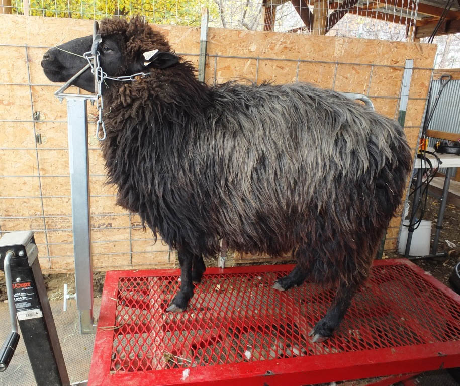 Ewe on shearing stand