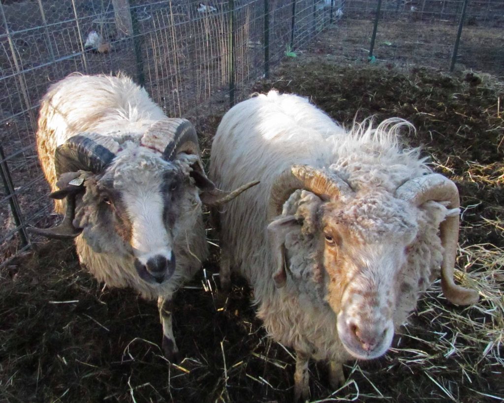 NavajoChurro Heritage Sheep Arriola Sunshine Farm