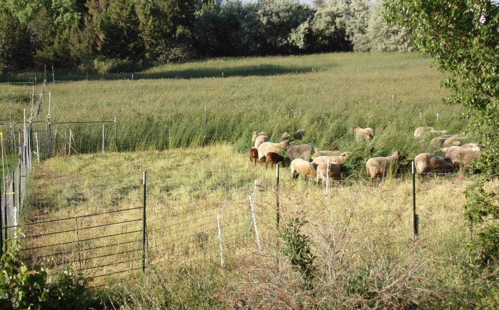 Regenerative grazing at Arriola Sunshine Farm