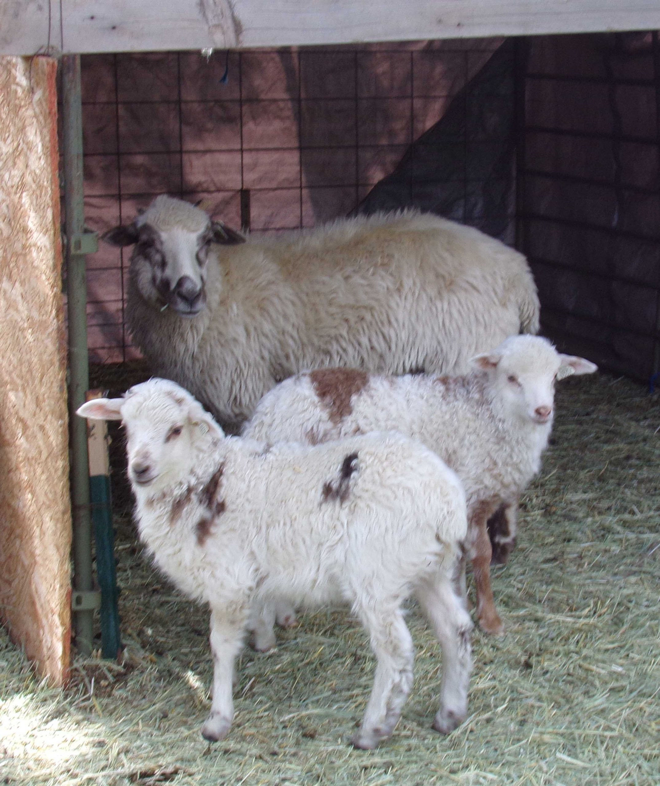 Navajo Churro Sheep