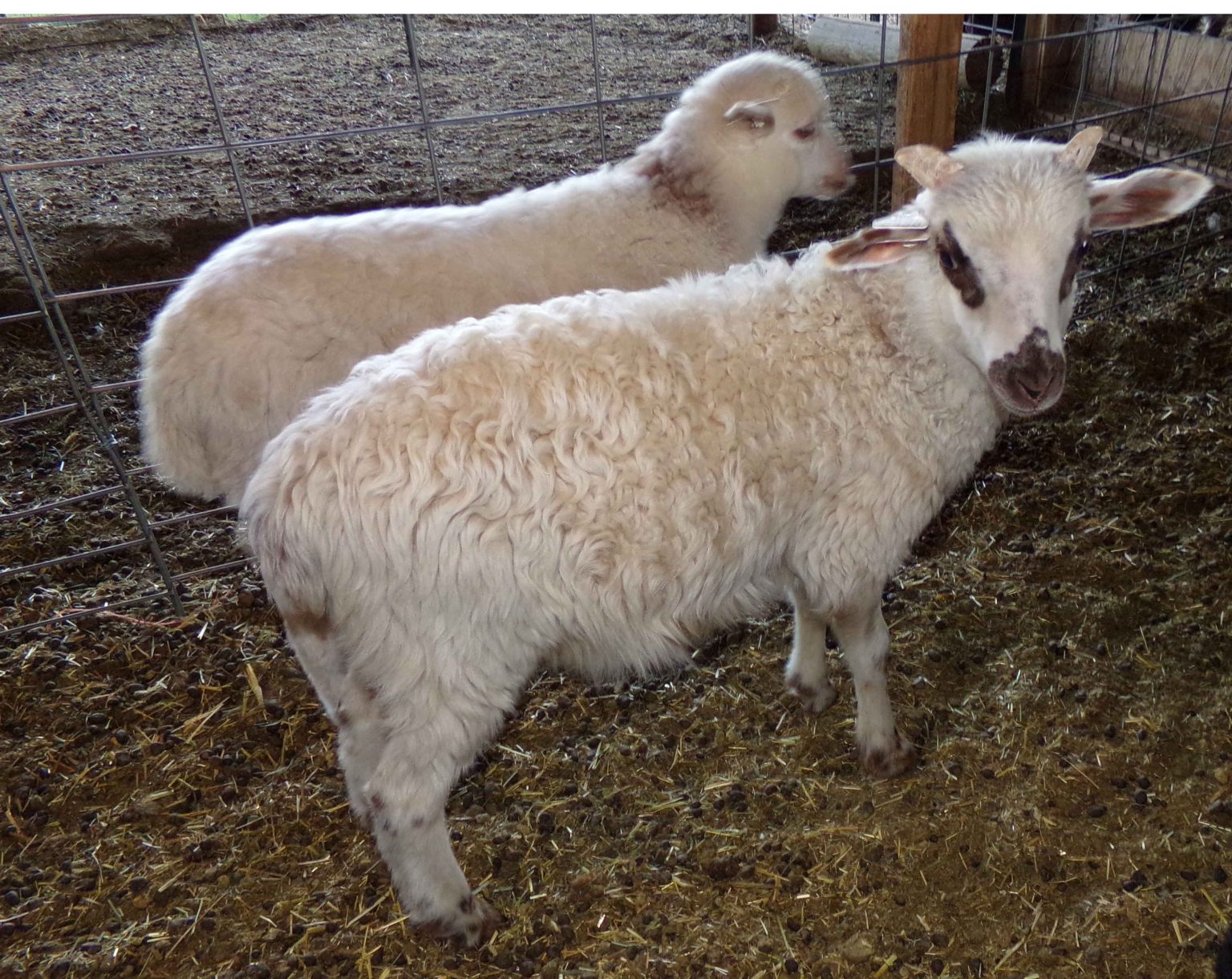 NavajoChurro Sheep Arriola Sunshine Farm