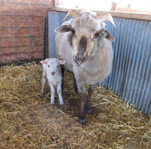 Navajo-Churro Ewe with Lamb