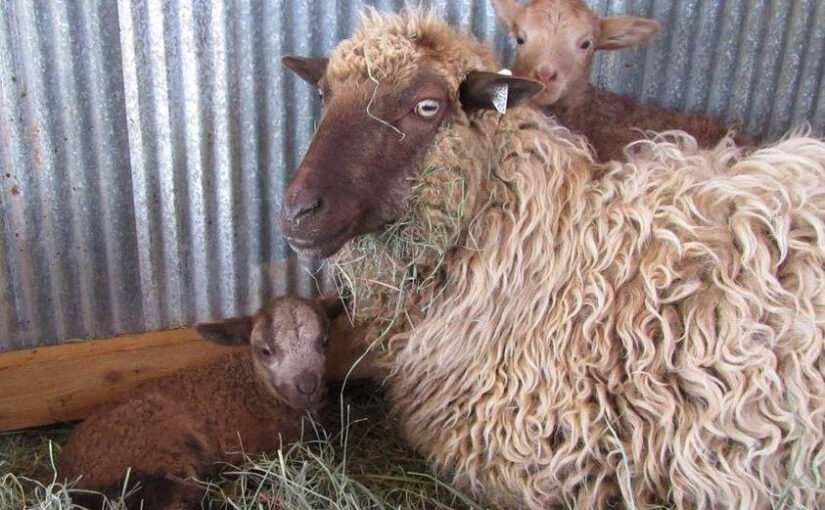 2025 Navajo-Churro Lambs to Arrive in May 2025