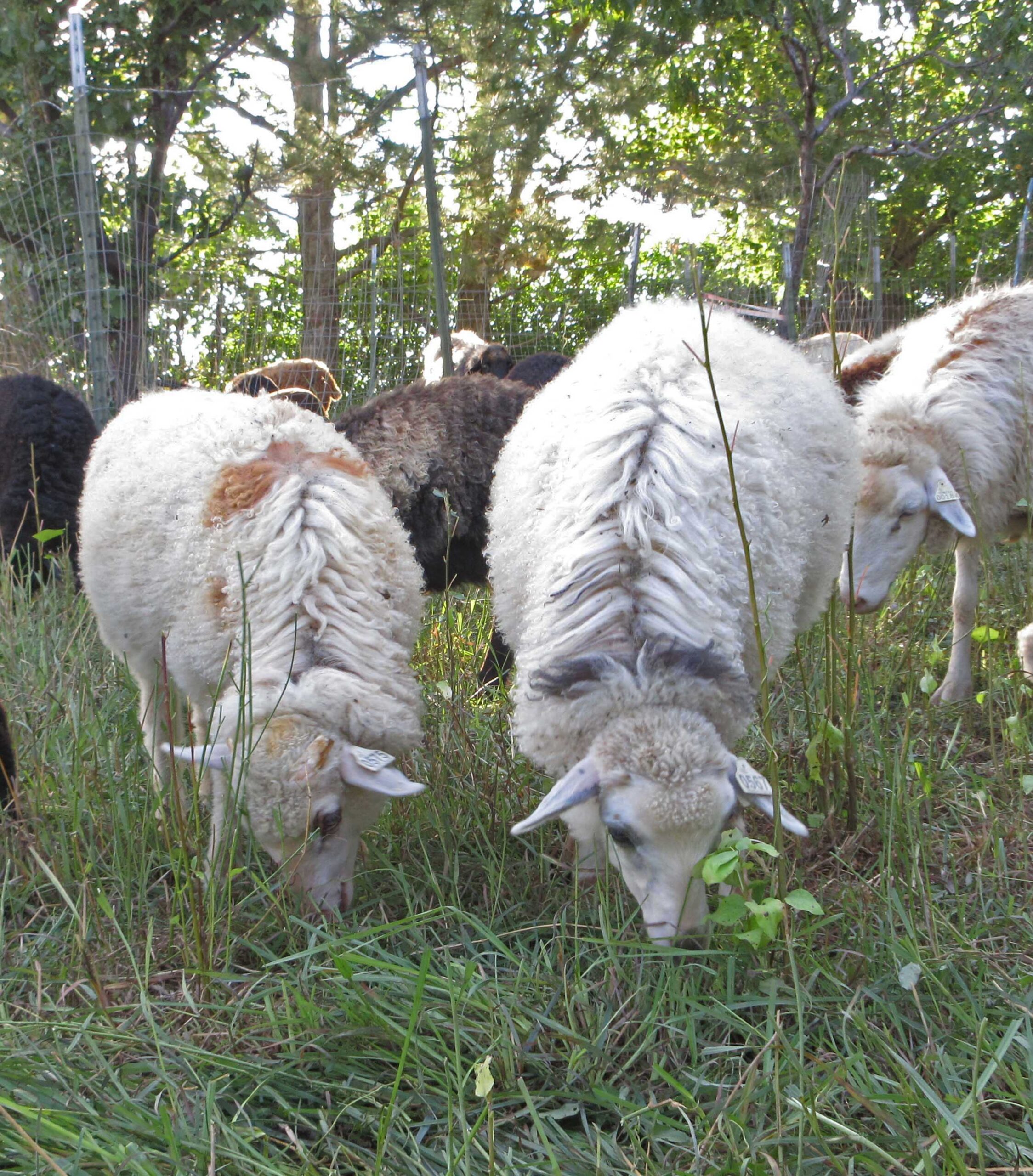 Navajo Churro Lambs