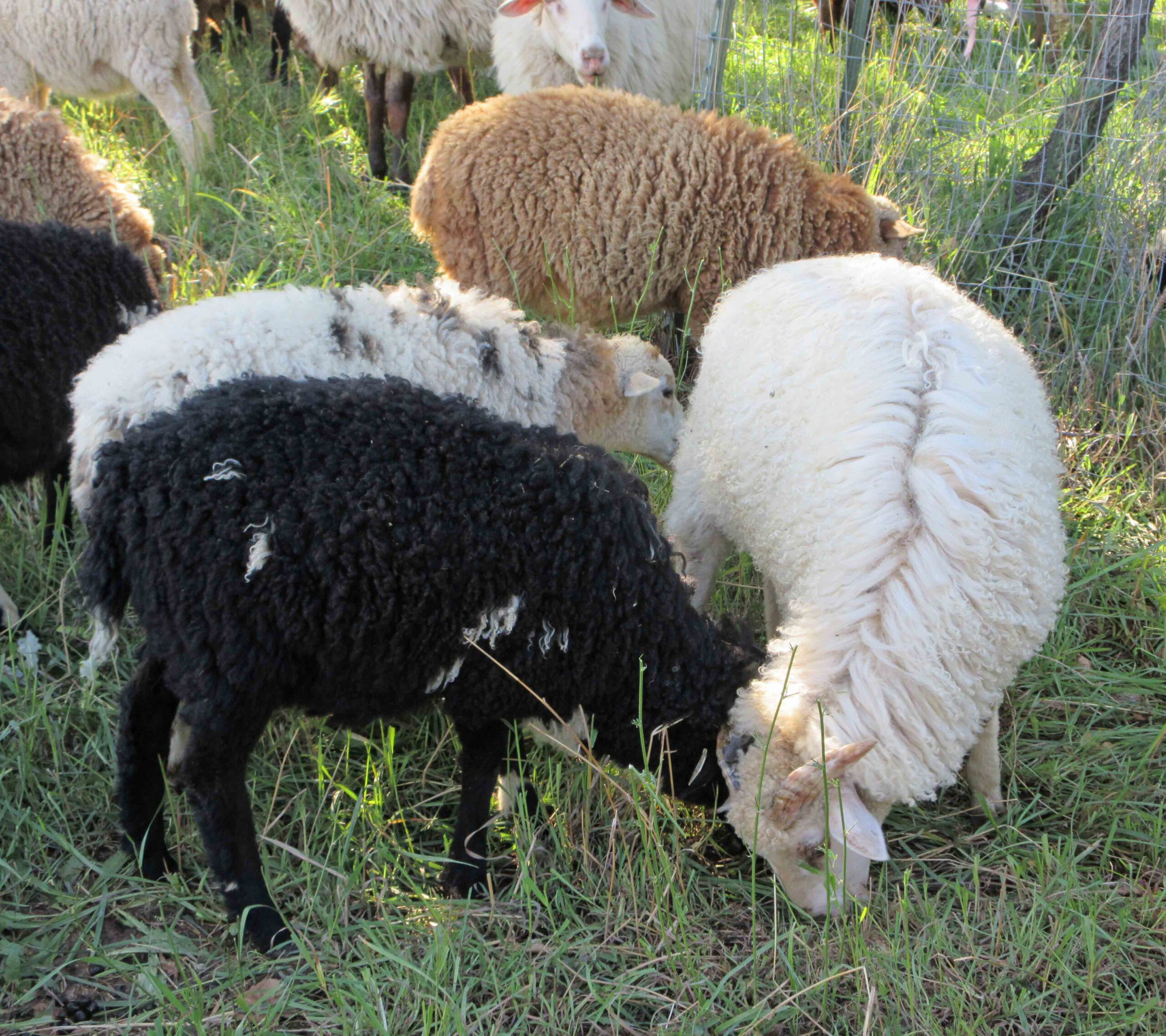 Navajo-Churro Lambs
